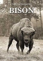Bison - Andrzej Stachurski