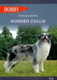 Border Collie - Ewelina Budek
