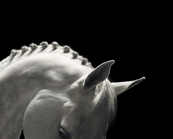 EQUUS - Tim Flach