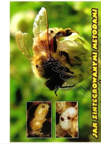 Jak zintegrowanymi metodami walczyć z warrozą - Eugeniusz Marciniak