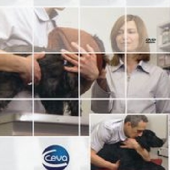 Minimalizowanie stresu u psa w gabinecie weterynaryjnym - Aleksandra Słyk-Przeździecka