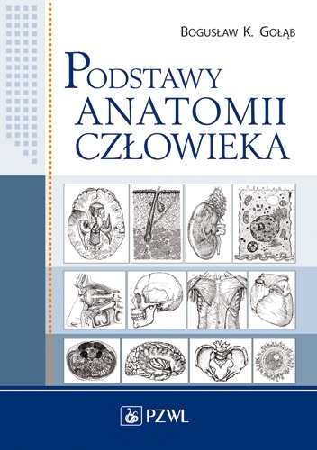 Podstawy anatomii człowieka. Wydanie 2 - Bogusław K. Gołąb