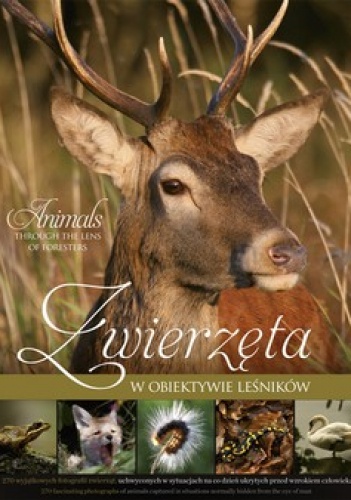 Zwierzęta w obiektywie leśników - praca zbiorowa