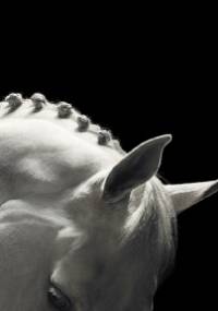 EQUUS - Tim Flach