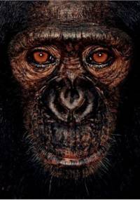 James and Other Apes - Jane Goodall, James Mollison