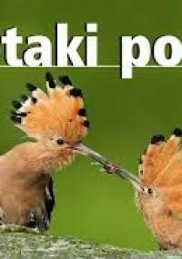 Ptaki Polski - Marcin Karetta